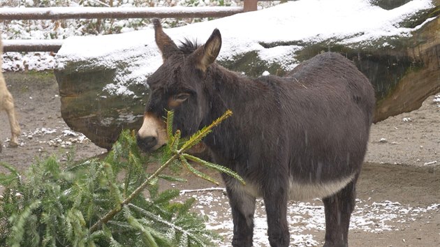 V těchto dnech zpestřují chovatelé v ostravské zoo jídelníček některým zvířatům vánočními stromky, převážně jedličkami. Pochutnávají si na nich například alpaky, osli, poníci, přeštická prasata a další domácí zvířata na statku.