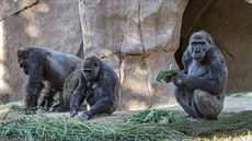 Gorily v kalifornském San Diegu se nakazily koronavirem. (10. ledna 2021)