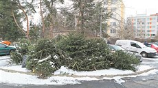 V Praze 4 mají z�ejm� rádi �ivé stromky.