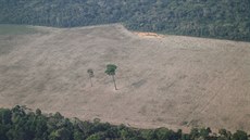 Odlesování amazonského pralesa v jeho brazilské ásti u msta Porto Velho (14....