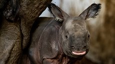 Maruka z plzeské zoo porodila v polské zoologické zahrad své první mlád. Je...