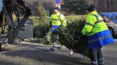 Svoz vánoních stromk v Moravskoslezském kraji. Desítky jich naloili a...