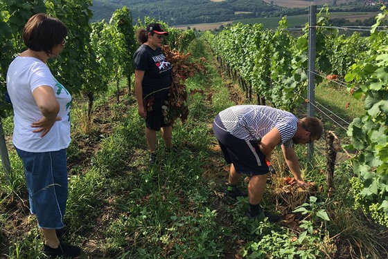 Nejvtí koncentrací vinohrad se od dob Karla IV. pyní jiní Morava.