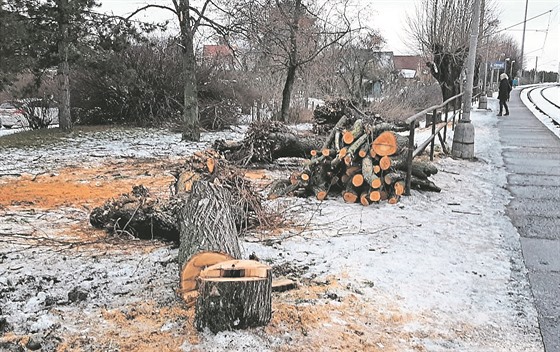 Stromy v Zeleni padly kvli lidské chyb.  Zeleneský asopis