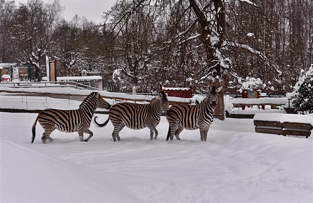 Liberecká zoo v zim
