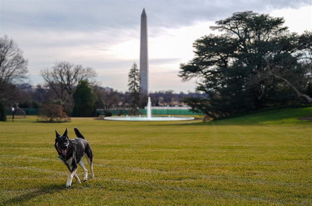 Bidenův vlčák pokousal dalšího člověka. O jeho chování existuje obsáhlá zpráva
