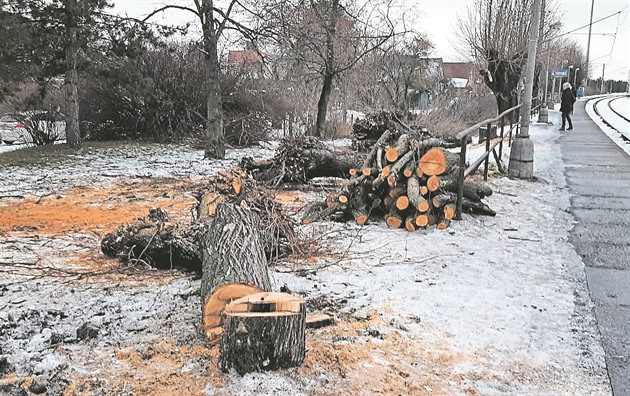 Stromy v Zelenči padly kvůli lidské chybě.  Zelenečský časopis