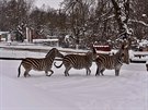 Libereck zoo v zim