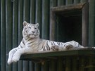 Chov bílých tygr plánuje zoo v Liberci postupn ukonit. Bílí tygi nepatí...