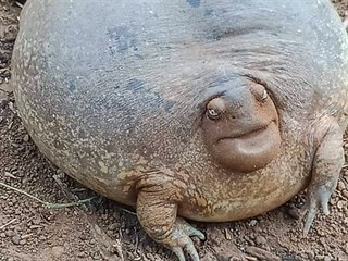 Balónová žába nalezená Kambodžanem