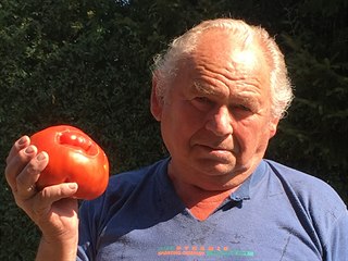 Gigantické rajče