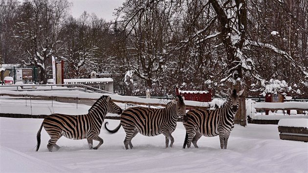 Liberecká zoo v zimě