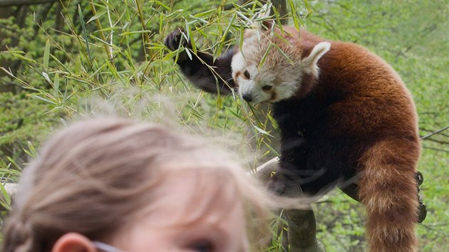 Zoo Liberec je nejstar v esku (zaloena v roce 1904). Rozkld se na ploe tm 14 hektar, v budoucnu by mla zskat dalch deset, kde vznikne dol ohroen divoiny. Na snmku panda erven, kter pat mezi nvtvnky zoo k nejoblbenjm zvatm.