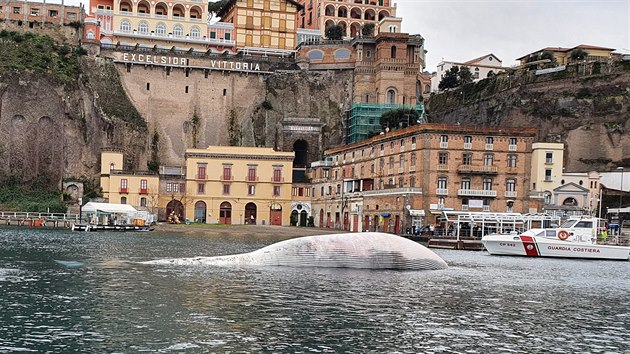Italská pobřežní stráž u přístavu Sorrento nedaleko Neapole našla tělo uhynulého plejtváka. (17. ledna 2021)