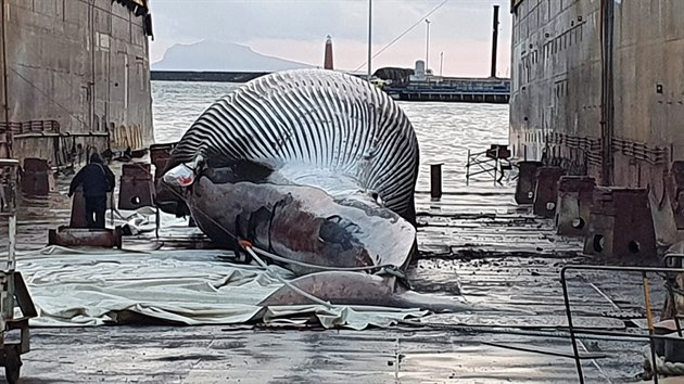 Italská pobřežní stráž u přístavu Sorrento nedaleko Neapole našla tělo uhynulého plejtváka. (20. ledna 2021)