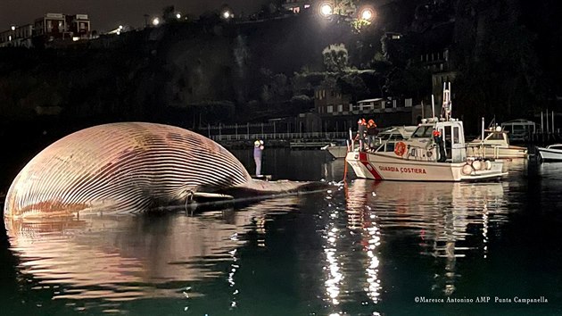 Italská pobřežní stráž u přístavu Sorrento nedaleko Neapole našla tělo uhynulého plejtváka. (19. ledna 2021)