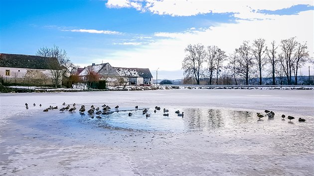 Na obecním rybníku v obci Zlivice na Písecku našli v minulých dnech uhynulé labutě, u kterých se potvrdil výskyt ptačí chřipky.