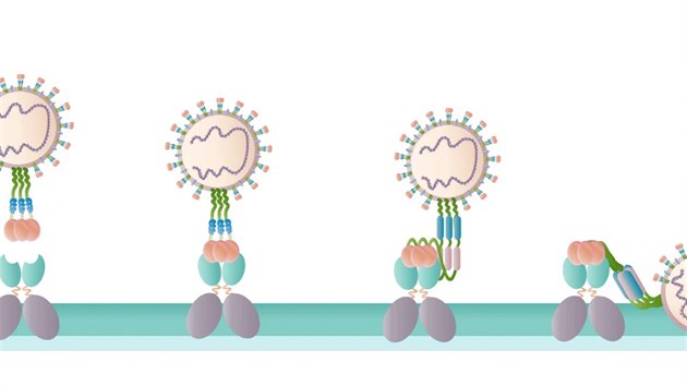 Takto schématicky probíhá průnik viru SARS-CoV-2 do buňky (její povrch je zelená plocha).Virus se zachytí na receptoru ACE2 s pomocí svého „hrotu“ (spike), pak se na buňku připojí a pronikne její membránou.