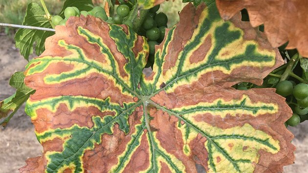 Nejdřív se na listech révy objeví žluté skvrny. Postupně odumírá celý keř, který choroba esca připraví o schopnost nasát z půdy vodu a živiny.