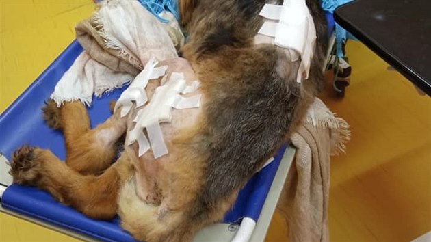 Zaira je velká bojovnice. Ze všech zachráněných psů v Malesicích na tom byla nejhůře. Měla po těle několik hnisajících ran, byla vyhublá, nedokázala stát, jen ležela. Boj o život ale nevzdala.