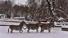 Liberecká zoo v zim