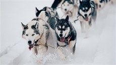 Sp�e�ení vedou Canis a Albi.