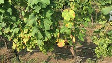 Nejd�ív se na listech révy objeví �luté skvrny. Postupn� odumírá celý ke�,...