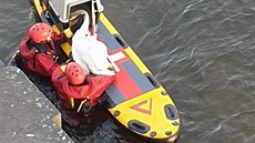 Záchrana labut z hladiny Vltavy u mostu Legií (20. 1. 2020).