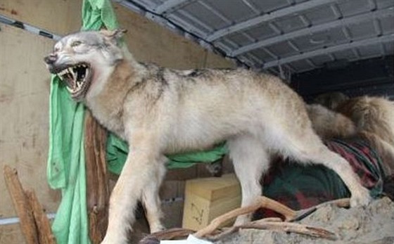 V dodávce policisté nalezli vycpaného vlka, medvěda, lva i další živočichy.