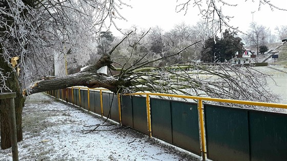 Sníh a led štěpil stromy. 8. února 2021