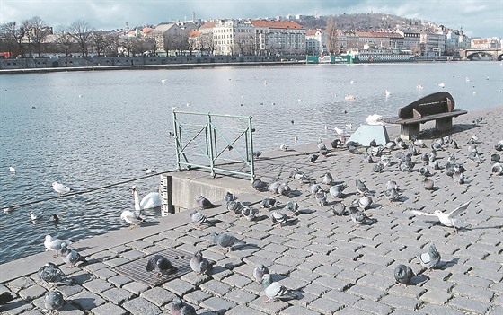 Holubi jsou také na náplavce, která bývá plná lidí a tím pádem i jídla.