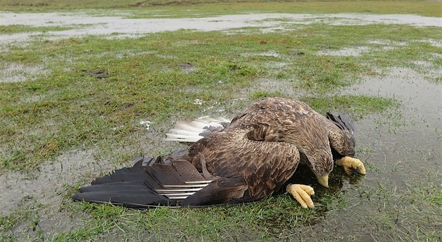 U Lednice našli ochránci otráveného orla mořského. Je to již druhý případ