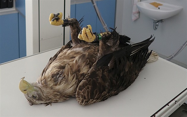 Jeden z otrávených orl moských. Pták uhynul v nervové kei se zatnutými...