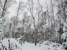 Bezové lesy na severních svazích Dínského Snníku