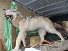 V dodvce policist nalezli vycpanho vlka, medvda, lva i dal ivoichy.