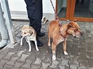 Str�n�ci v Hradci Kr�lov� odchytili dva psy, kte�� se zatoulali do sexshopu. ...