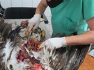 Pitva uhynulch orl moskch na Veterinrn klinice Vedilab vPlzni, na snmku...