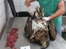 Pitva uhynulch orl moskch na Veterinrn klinice Vedilab v Plzni, na snmku...