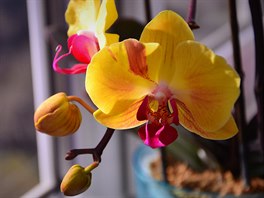 Pokud si vyberete z královskch orchidejí, nejsnáze se pěstují hybridy orchideje...