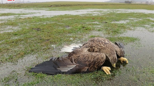 Nález čtyř těl vzácných orlů mořských šokoval ochranáře. Uhynulá zvířata ležela na pastvině na Klatovsku (7. února 2021)