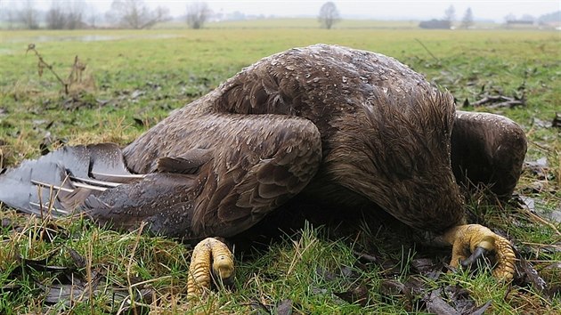 Nález čtyř těl vzácných orlů mořských šokoval ochranáře. Uhynulá zvířata ležela na pastvině na Klatovsku (7. února 2021)