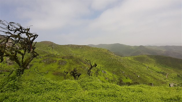 Uprostřed šedé pouště najdete Lomas de Lachay - oázu, která se zelená jen z mlhy.