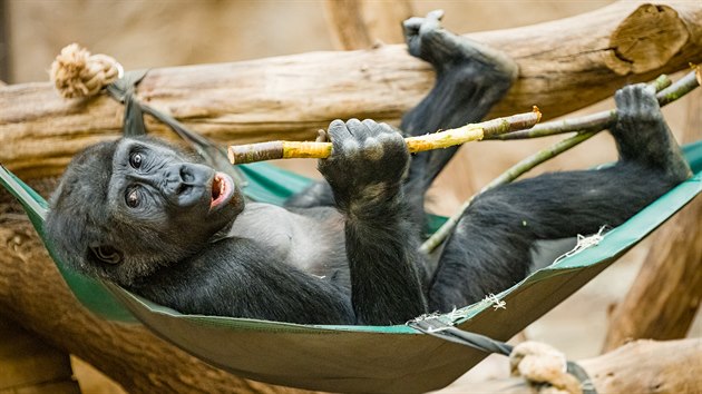Ajabu, pohodový čtyřletý gorilák, který má v desetiletém Kiburim úžasného bráchu. 