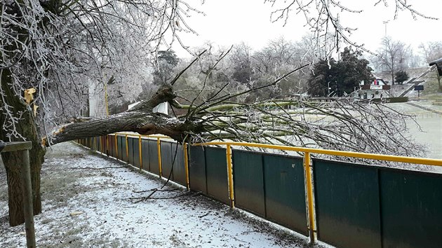 Sníh a led štěpil stromy. 8. února 2021