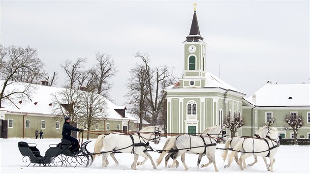 Národní hřebčín Kladruby nad Labem na Pardubicku předvedl díky sněhové pokrývce šestispřeží starokladrubských koní zapřažených do saní.