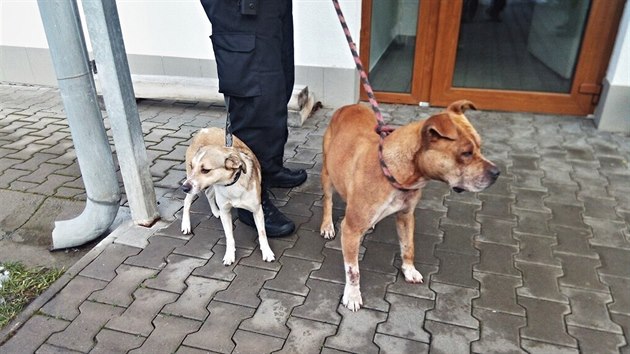 Strážníci v Hradci Králové odchytili dva psy, kteří se zatoulali do sexshopu.  Předtím však v sousedství strhli několik zvířat (22. 1. 2021).