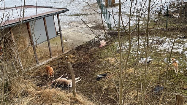 Snímek zachycuje dva psy mezi strženými zvířaty těsně po útoku (uprostřed zcela vlevo a zcela vpravo)  (22. 1. 2021)