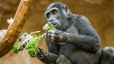 I gorily potebují v zim spoustu vitamin a kadeávek je má. Nejen pro gorily...