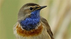 Slav�k modr��ek pat�� mezi horsk� druhy. Pokud budou zimy nad�le m�rn�, z �eska nejsp� vymiz�.