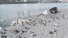 Holubi jsou také na náplavce, která bývá plná lidí a tím pádem i jídla.